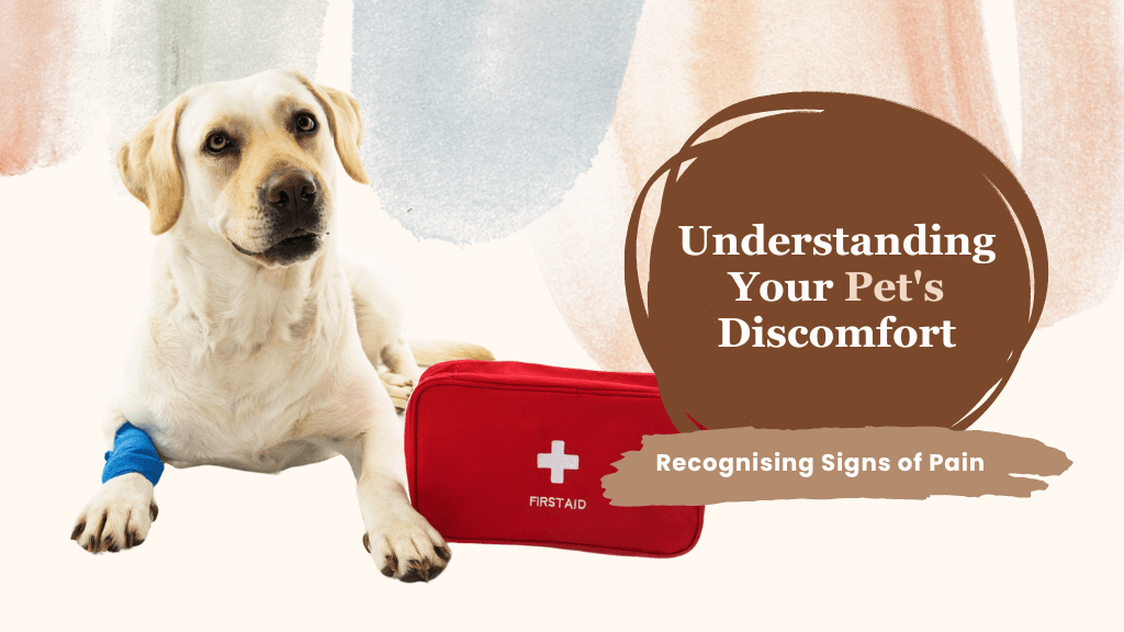 Identifying Pain in Your Pet: What You Should Know Identifying Pain in Your Pet: What You Should Know